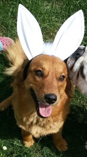Frohe Ostern
