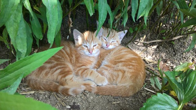 Sind Geschwister . Mz und Mauz