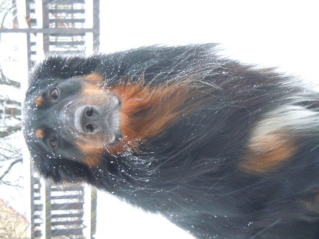 Colin