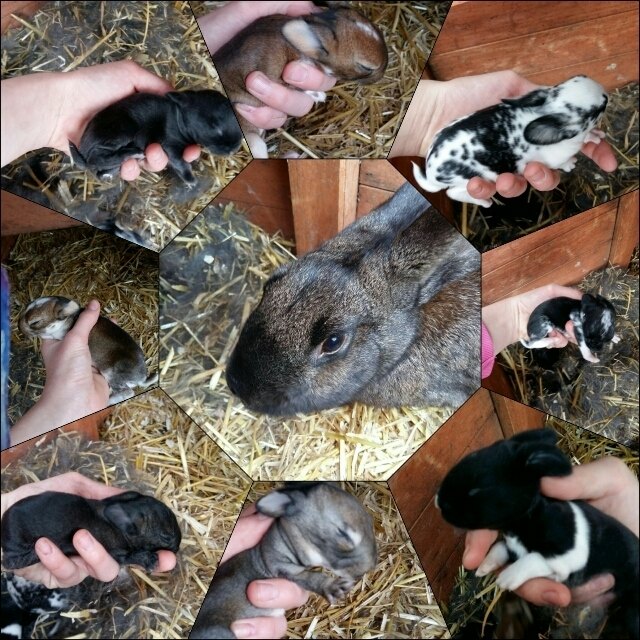 Unsere Lizy mit ihrem Nachwuchs
