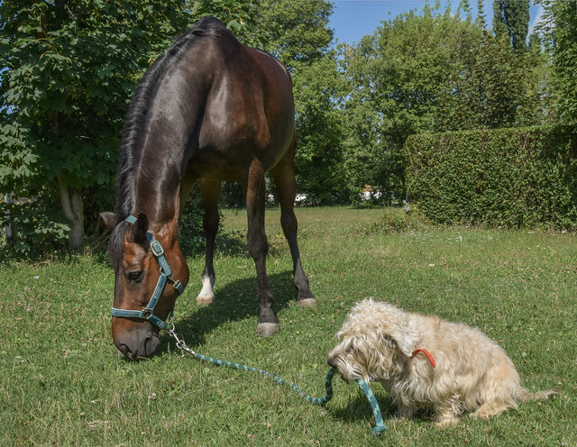 Irish Glen of Imaal Terrier "Bärli" als Pferdeflüsterer