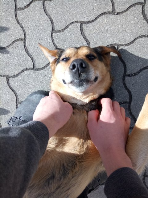 Das ist Speedy. Er freut sich immer wenn man nach Hause kommt und will immer spielen.