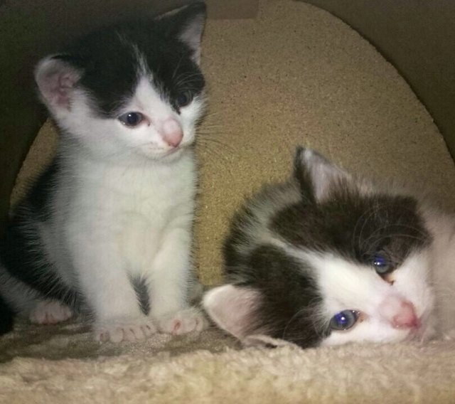 Simba und Baghira