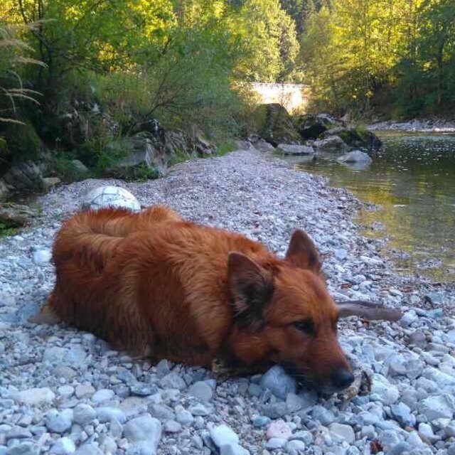 Akita mein Harzer Fuchs ist 8 Jahre alt und hat eine Ausbildung zum Lawinensuchund.
