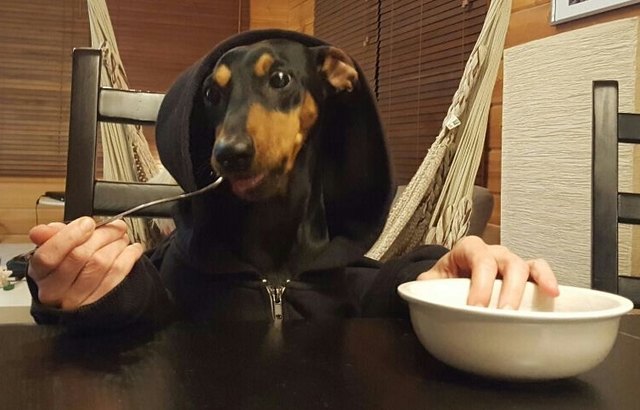 Deutsche Pinscher Hündin Juno