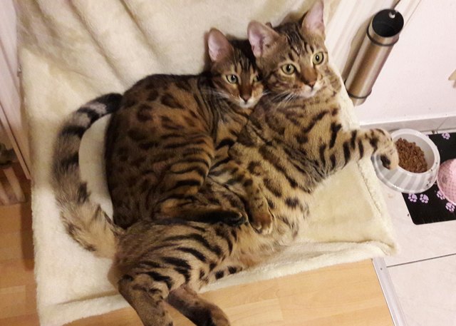 Ares und Safira