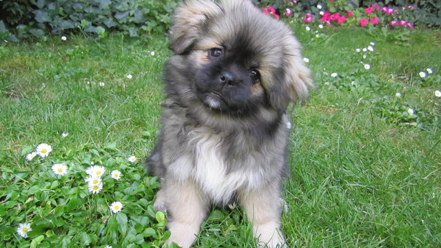 Meine Missy