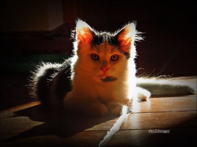 ** Dusty **