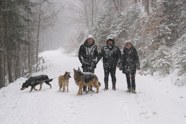Unsere Winterhunde