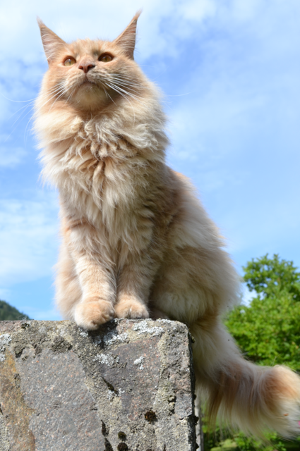 Eddy Maine-Coon-Katze