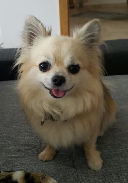 Eines Hundes Treue währt ein ganzes Leben lang