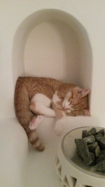 Kater Finley nach einem aufregenden Abenteuer