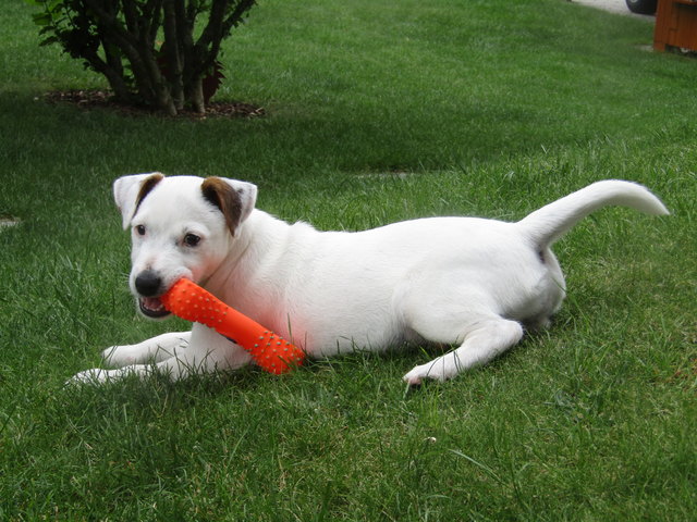 Mein Hund heißt JAZZY .Es ist ein Parson Russel Terrier 10 Monate alt und ein schmuser.Sehr aufgeweckt,sehr neugierig,liebt das spazierengehen, Wir gehen auch schon in die Hundeschule.Schläft gerne auf Herrl°s Schoß beim Fernsehen.Ich geb ihn nicht mehr her.