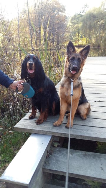 Kira und Akita in Seebenstein