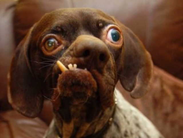 Unser lieber, süsser Hund "Spucki"