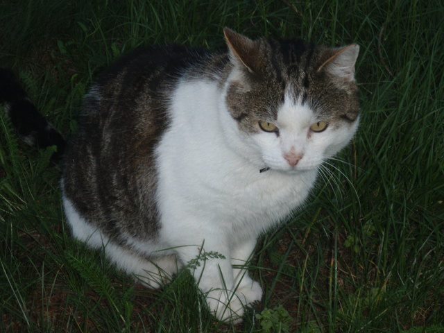 Hedwig Großsteiner