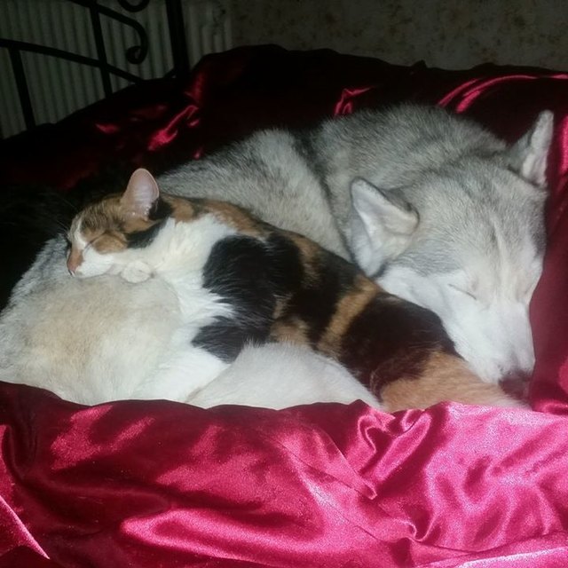 Meine liebe Huskyhündin Lara und unsere Katze Davina beim nächtlichen kuscheln :)