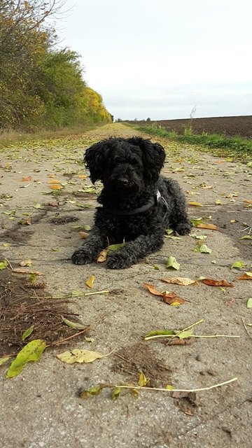 Khaleesi an einem schönen Herbsttag :)