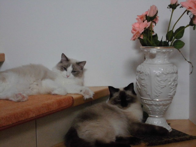 Lieblingsplatz am Stiegenaufgang unserer beiden Lieblinge (Ragdoll-Katzen, unzertrenntliche Geschwister)