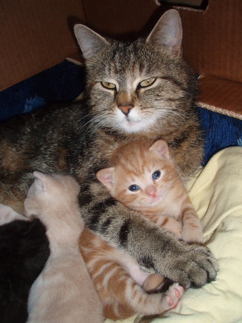 Katzenliebe