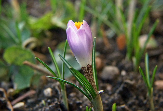 Krokusblüte Krokusblüte