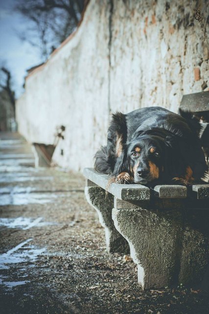 Maya macht gerne auch mal eine Pause beim Spaziergang