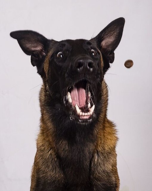 Seit ich Brisko von dem Fotowettbewerb erzählt hab träumt er nur noch davon...:-)