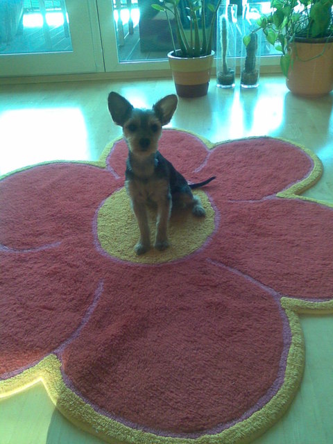 Blume