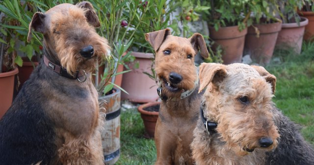 Unsere drei Musketiere