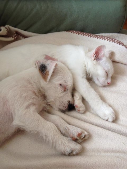 Wie Hund und Katz?