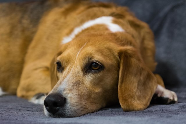 Beaglemix Akira beim Entspannen auf der Couch