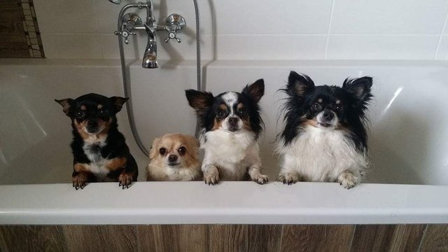 Ach Frauli muss das sein ? (Amy, Anja, Angie u. Amigo)
