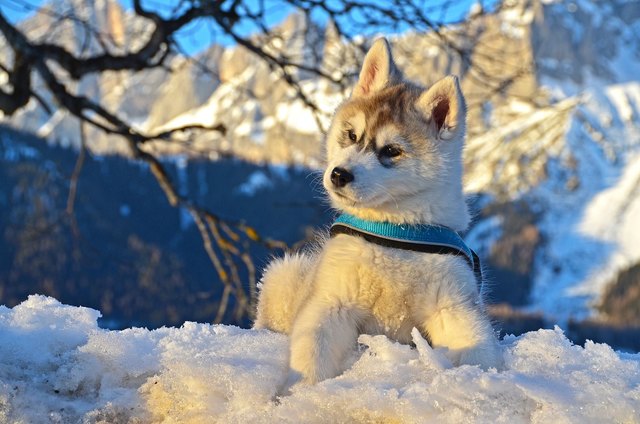Akira