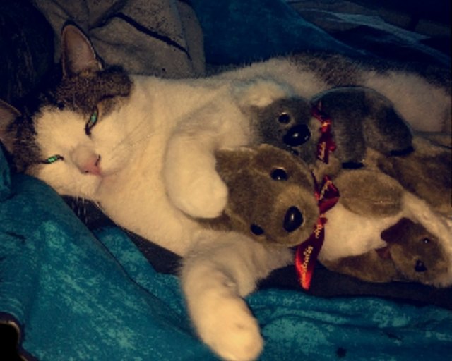 Kater Speedy mit seinen "Lieblingsspielgefährten" den Kangaroos.