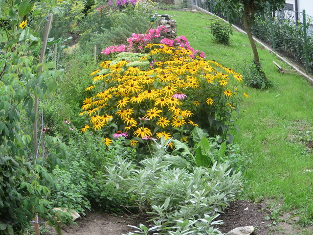 Kräuter in meinen Garten