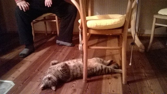 Tommy beim Schlafen