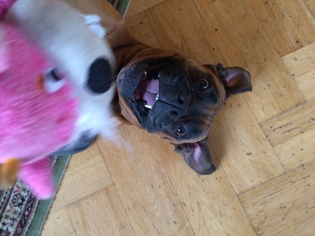 Unser Odin mit seiner Puppe