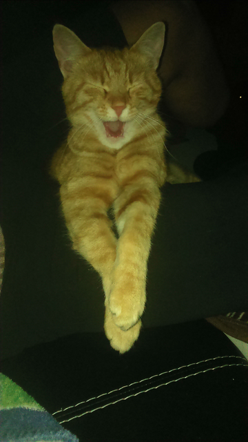 Mein kleiner Georgy müde am gähnen :)