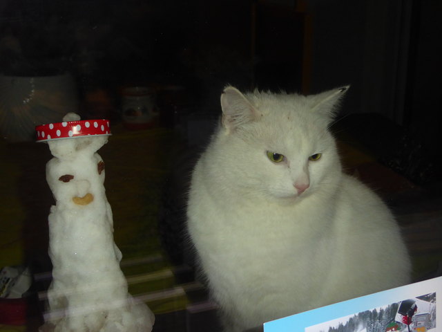 "Sam the Cat" sitzt mit seinem "Schneefreund" zufrieden am Festerbrett