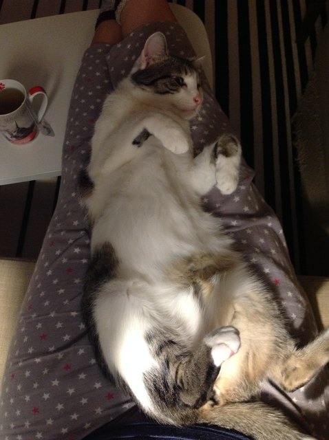 Unser Kuscheltiger in Wohlfühlposition
