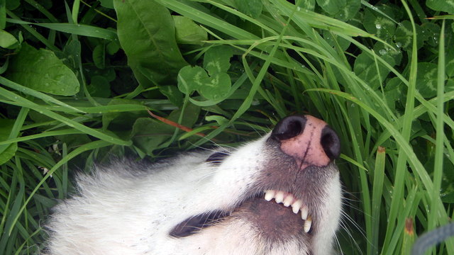 Siberian Husky-Dame Ronja genießt es, in der Wiese zu liegen und mit der Seele zu baumeln...