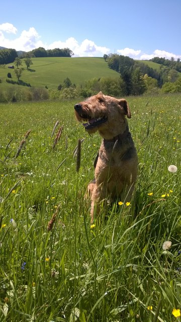 Clooney´s Wienerwald