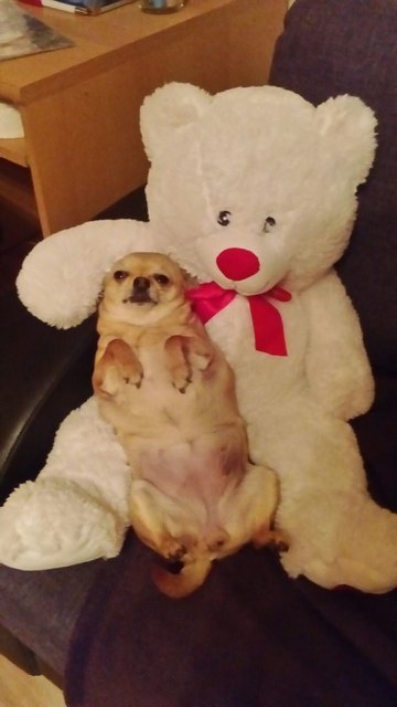 Mein grosser Kuschelfreund