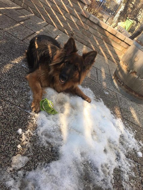 Der letzte Schneehaufen