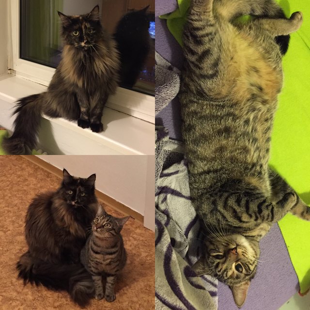 Auf dem Foto sind Maja eine Main Coon und Nessie zu sehen. Nessie ist ein kleines Findelkätzchen das sehr dankbar über die Rettung ist. Beide lieben das Futter von Greenheart und würden sich über den Jahresvorrat freuen. :)
