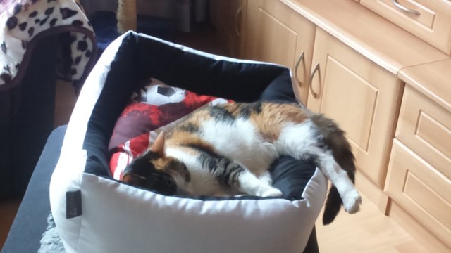 Minka nach der Fussball WM