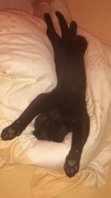 Kater Carlo nach dem Fressen von Molly