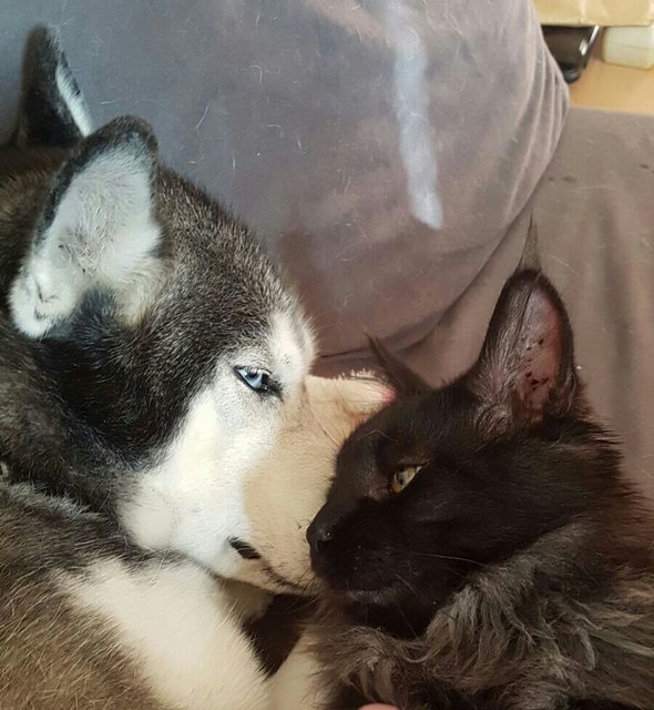 Beste Freunde