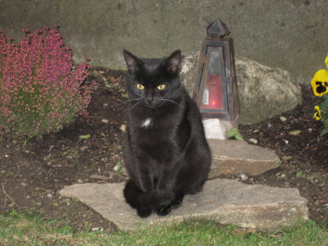 Blacky