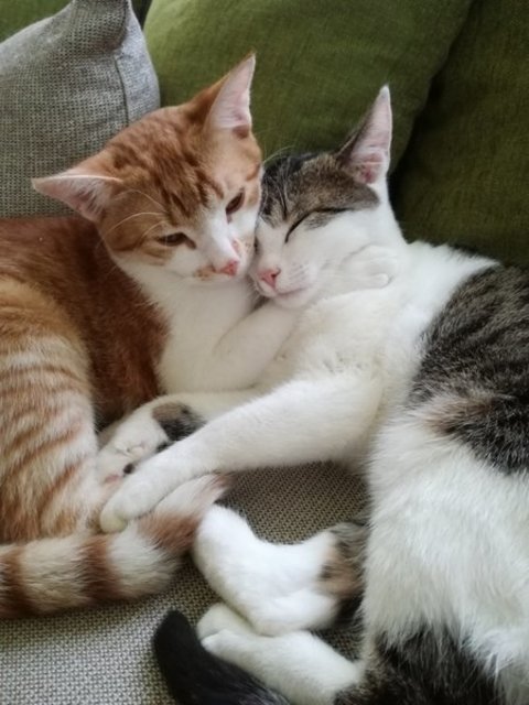 Lily und Simba